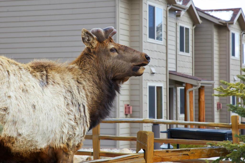 Beaver Brook On The River Hotel Estes Park Buitenkant foto